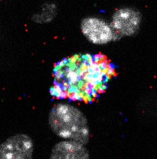 Fluorescent microscopy image showing Pthlh interneurons in brain tissue with multicolor immunofluorescence staining