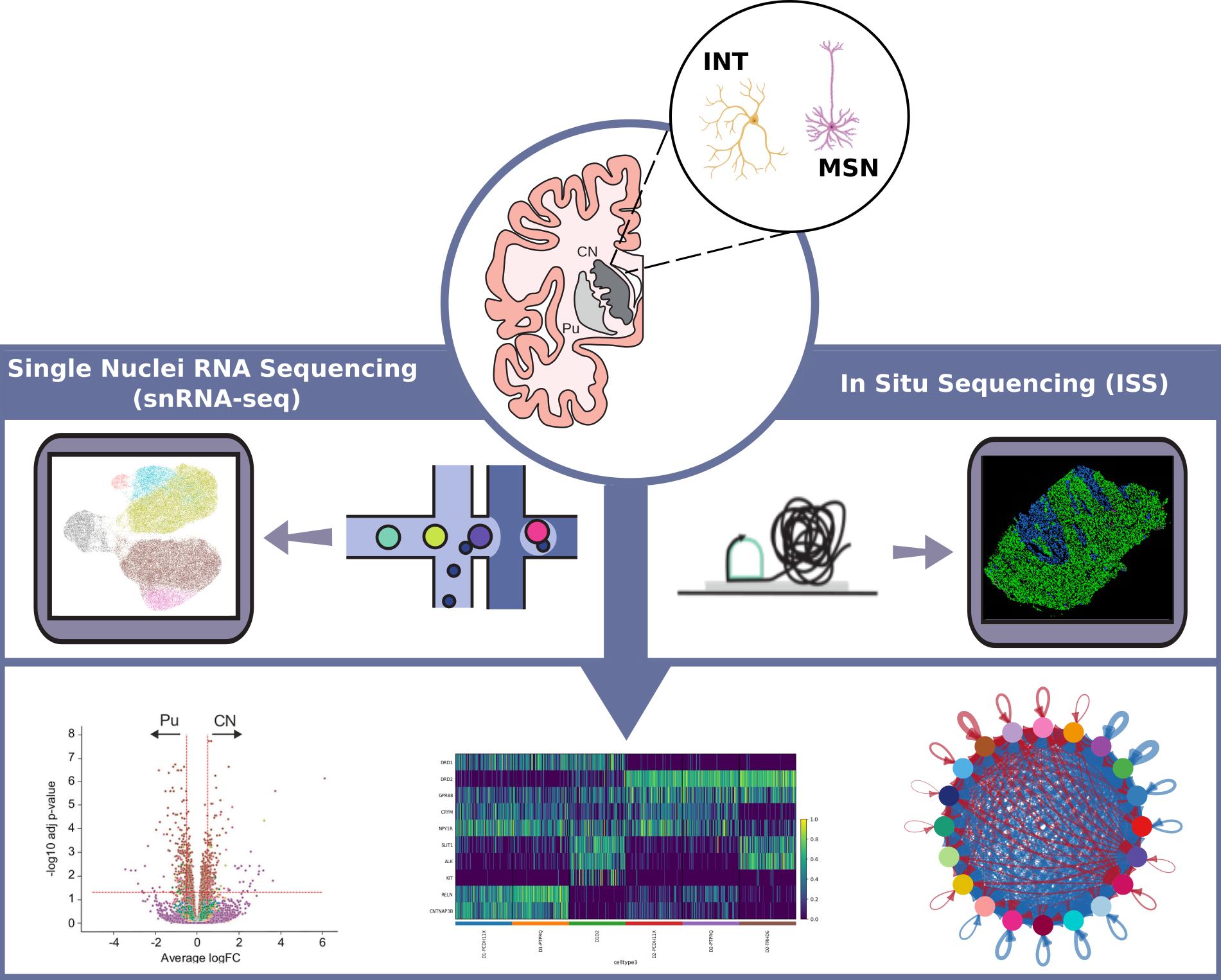 Comprehensive methodology diagram showing single-nucleus RNA sequencing and in situ sequencing workflow for studying striatal neurons in Parkinson's disease, including brain anatomy, cell types, gene expression analysis, and spatial mapping