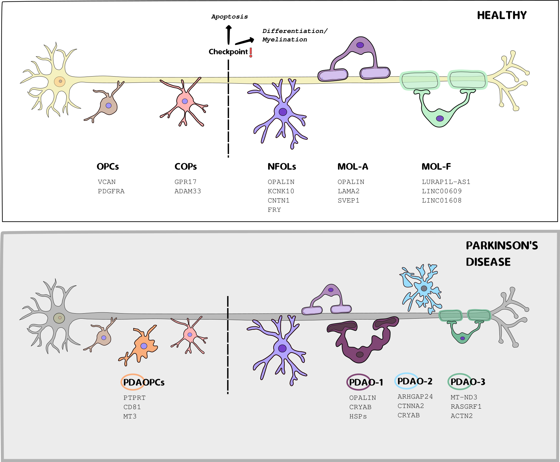 Regulatory Gene Networks in Parkinson's Disease